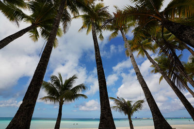 Low angle view of coconut palm trees on beach against sky