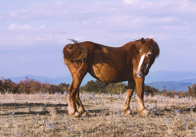 Horse standing on field against sky