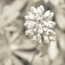 Close-up of white flowering plant