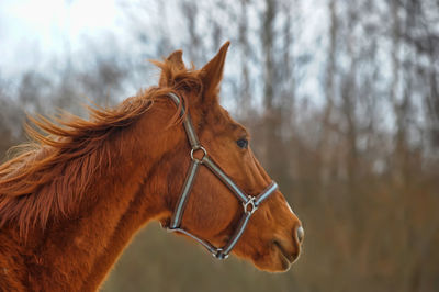 Close-up of a horse