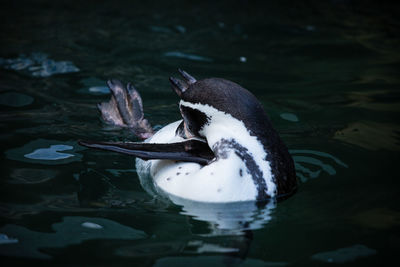 View of duck swimming in lake