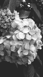 Close-up of flowers