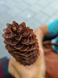 Close-up of hand holding pine cone