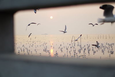 Birds flying over sea against sky