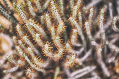 Close-up of cactus plant