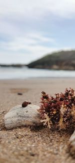 Red algae on the coast of kukup yogyakarta indonesia.