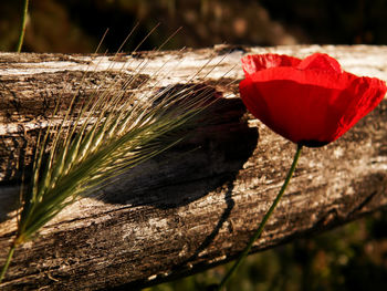 Close-up of red flower