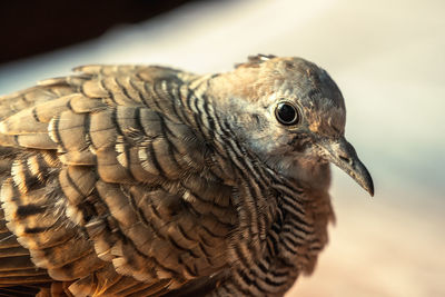 Close-up of a bird