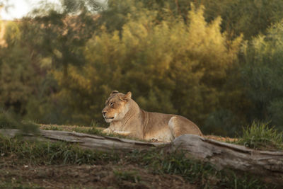 Lioness relaxing on field