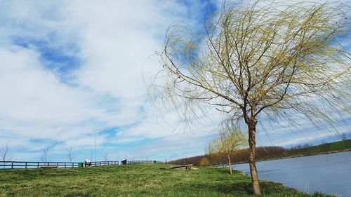 Tree against sky