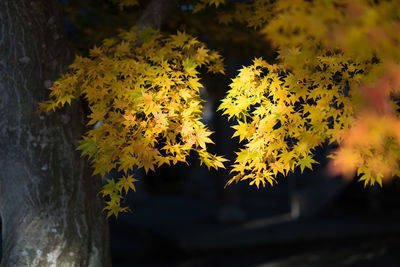 Close-up of yellow autumn leaves