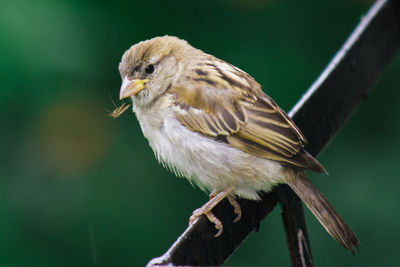 Close-up of sparrow perching on railing