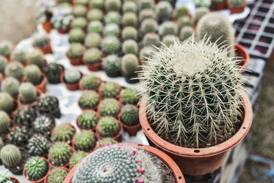 Close-up of cactus