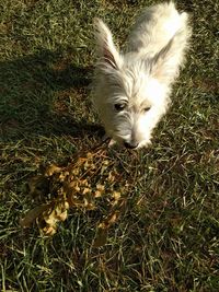 High angle view of dog lying on grass