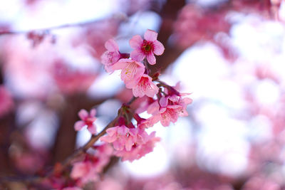 Close-up of pink cherry blossom