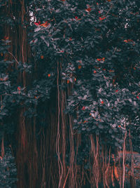 Full frame shot of trees in lake