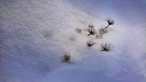 High angle view of tree against sky during winter