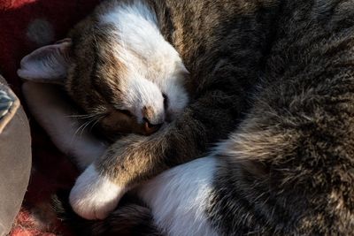 High angle view of cat sleeping