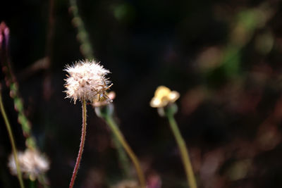plant