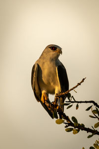 Black-shouldered kite on leafy branch eyeing camera