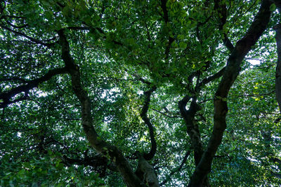 Low angle view of trees in forest