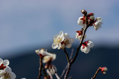 Close-up of cherry blossoms in spring