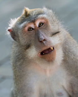 Close-up of monkey