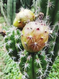 Close-up of cactus growing outdoors