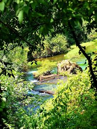 Plants growing on a tree