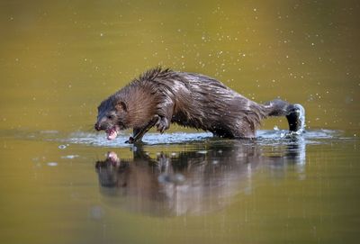 Mink in lake