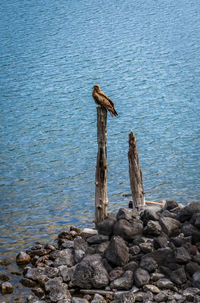 High angle view of driftwood on wooden post by sea