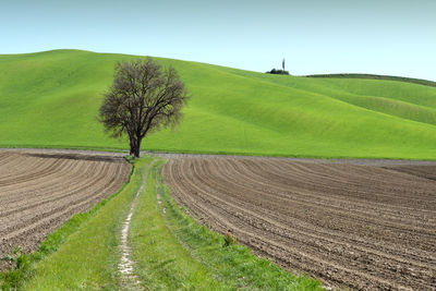 Scenic view of agricultural field against sky