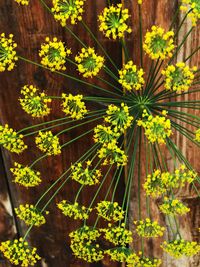 Close-up of yellow flowers