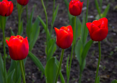 Close-up of red tulip flowers on field
