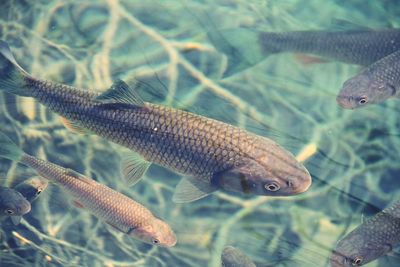 Full frame shot of fish underwater