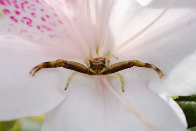 Close-up of insect on flower