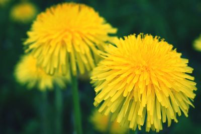 Close-up of yellow flower blooming outdoors