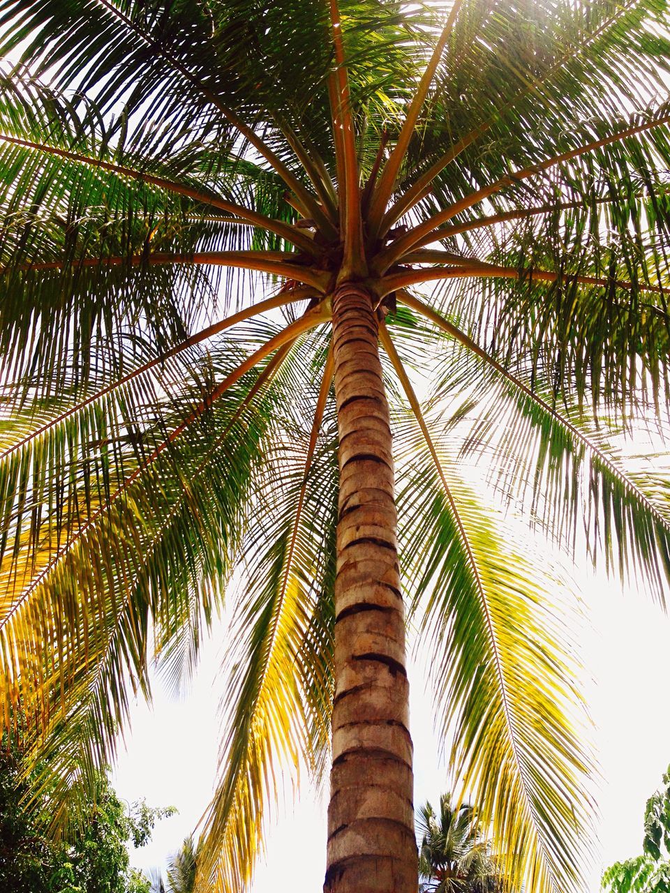 LOW ANGLE VIEW OF PALM TREES AGAINST SKY