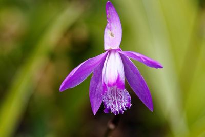 Close-up of purple flower