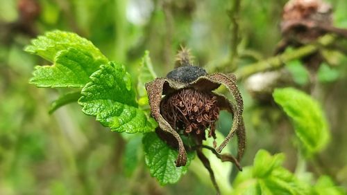 Close-up of spider on plant