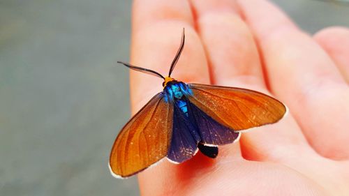 Close-up of butterfly on leaf