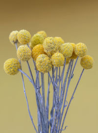 Close-up of yellow flowering plant against white background