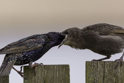 Close-up of bird perching on wooden post