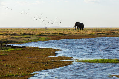 Horses grazing on field