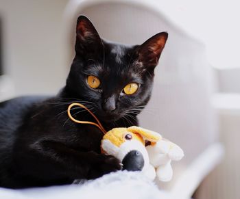 Portrait of black cat sitting at home