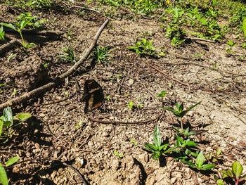 High angle view of lizard on field in forest