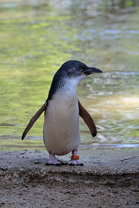 View of bird in water