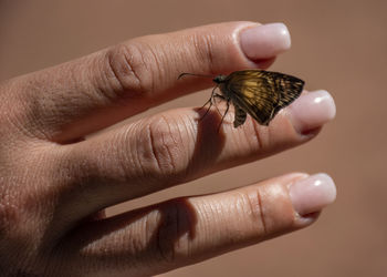 Close-up of hand holding small insect