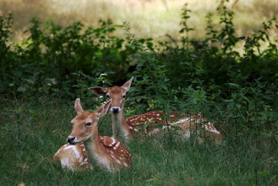 Deer on field