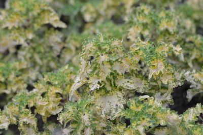 Close-up of lichen on plant